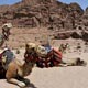 Camels in Petra
