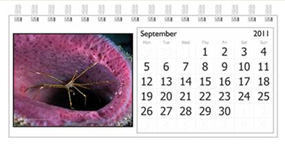 Marine life desk calendar