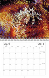 Marine life Wall Calendar