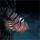 Lionfish in the lagoon