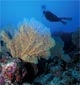 Fan corals and diver
