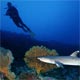 Whitetip shark at depth