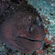 Moray in the lagoon