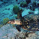 Hawksbilll turtle