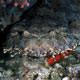 Wobbegong shark