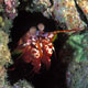 Mantis shrimp