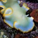Chromodoris nudibranch