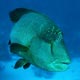 Napoleon wrasse