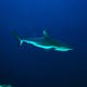 Grey Reef shark