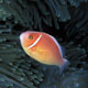 Skunk anemonefish