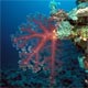 Soft coral branches