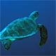Turtle at The Entrance