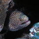 Whitemouth moray