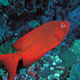 Crescent-tail bigeye