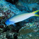 Bluehead tilefish