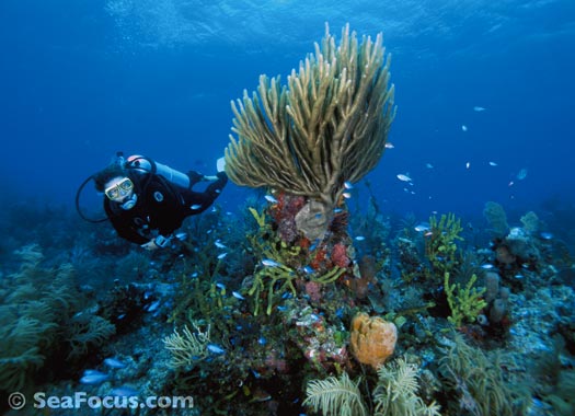 Belize Reef