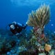 diver on reef