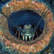 Lobster inside a barrel sponge