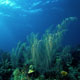Sea plume soft corals