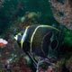 French angelfish