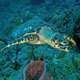 Hawksbill turtle at Tent Wall