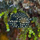 Juvenile smooth trunkfish