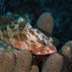 Red Hind on Custom House Reef