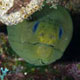 Green moray