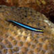 Sharpnose goby