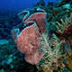 Barrel sponges and reef