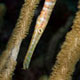 Trumpetfish at Torrens Point