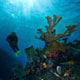 Diver and elkhorn corals