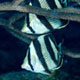 Banded butterflyfish