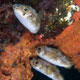 Juvenile balloonfish at Bedroom Bay