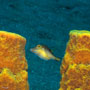 Sharpnose pufferfish