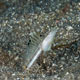 Bluethroat pike blenny