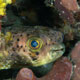 Adult balloonfish at Old Road Bay