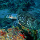 Hawksbill turtle