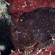 Frogfish on Anchors Away dive site