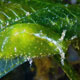 Sea hare - Petalifera ramosa