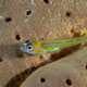 Peppermint goby