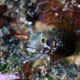 Spinyhead blenny