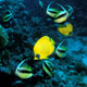 Butterflyfish and bannerfish