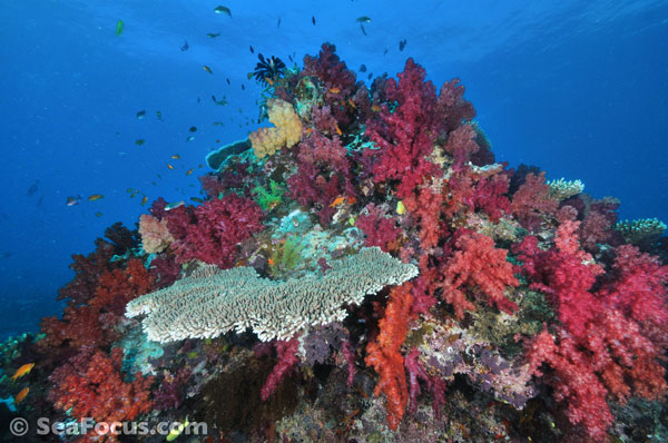 Soft Corals at Jerry's Jelly