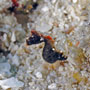 Pygmy seahorse