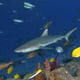 Grey reef sharks, Ngali Passage