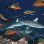 Grey reef sharks, Ngali Passage