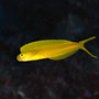 Fijian Fang Blenny