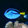 "Dory" on Grand Central