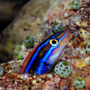 Blenny on Anthias Avenue